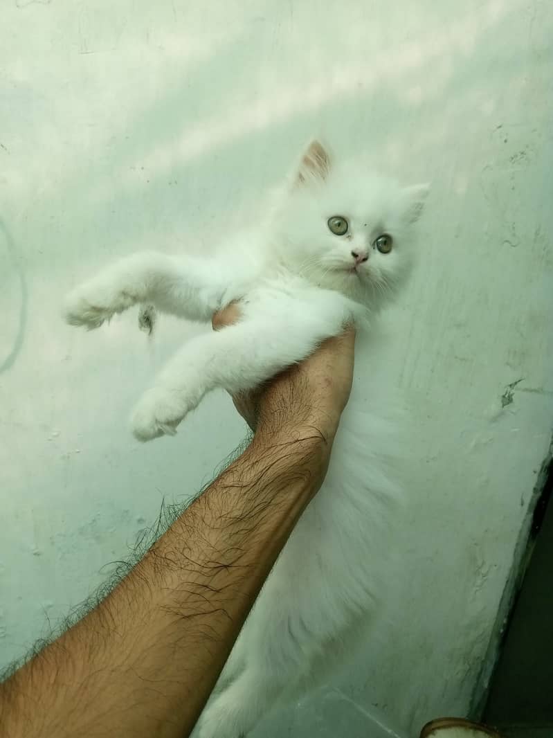 Persian Kitten 1