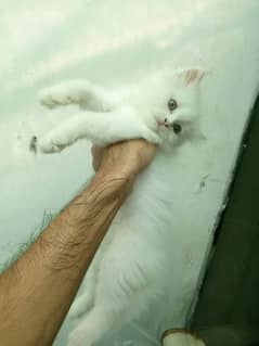 Persian Kitten