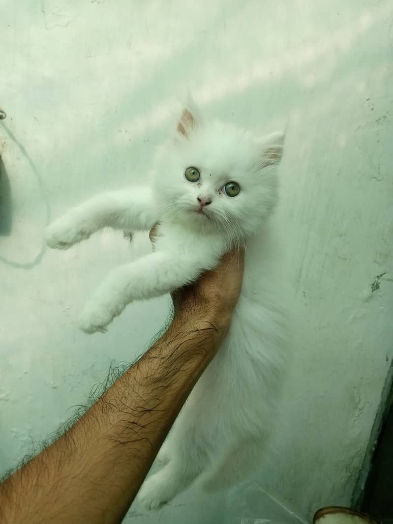 Persian Kitten 2