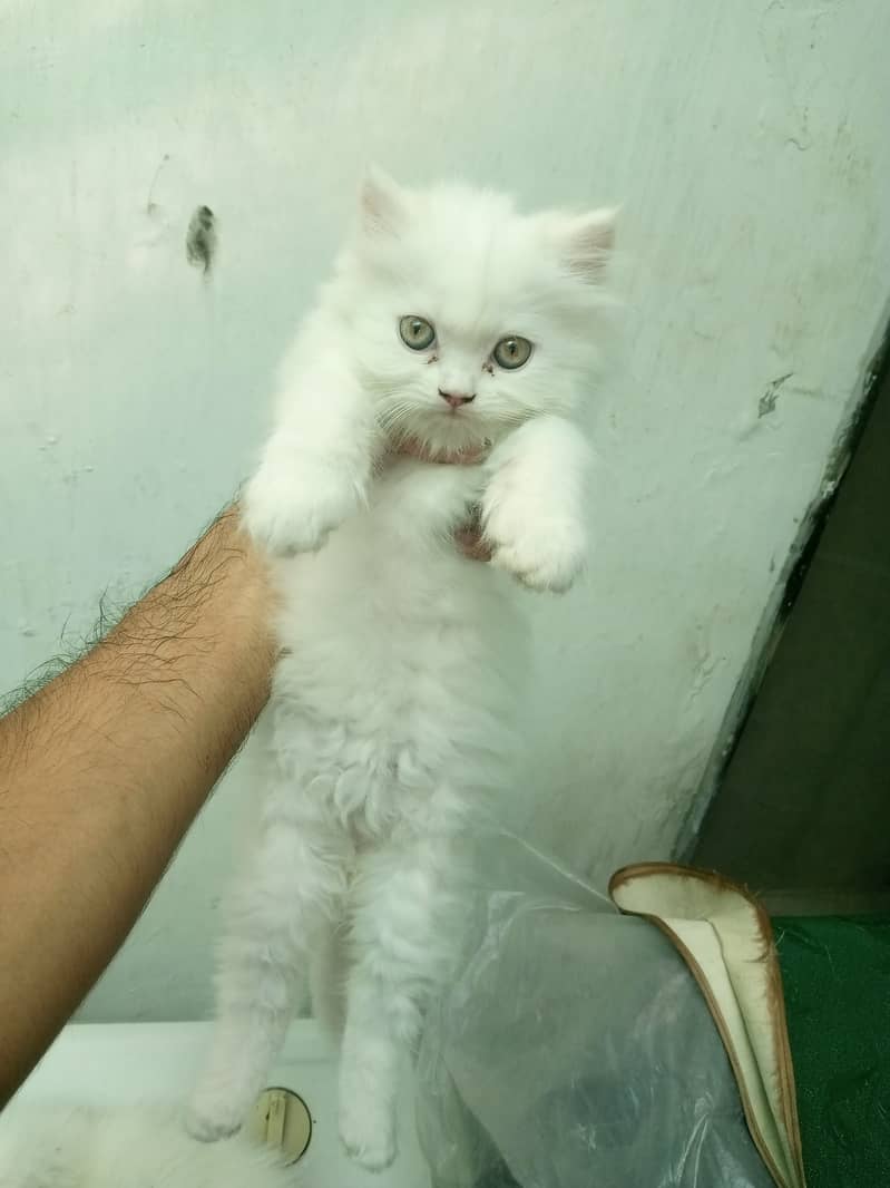 Persian Kitten 3