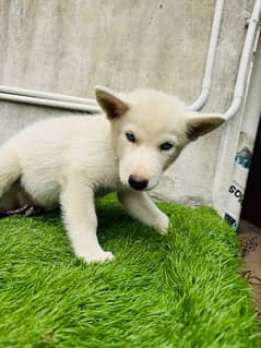 siberian husky puppie