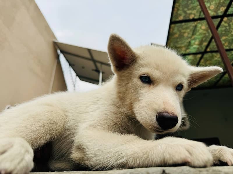 siberian husky puppie 1