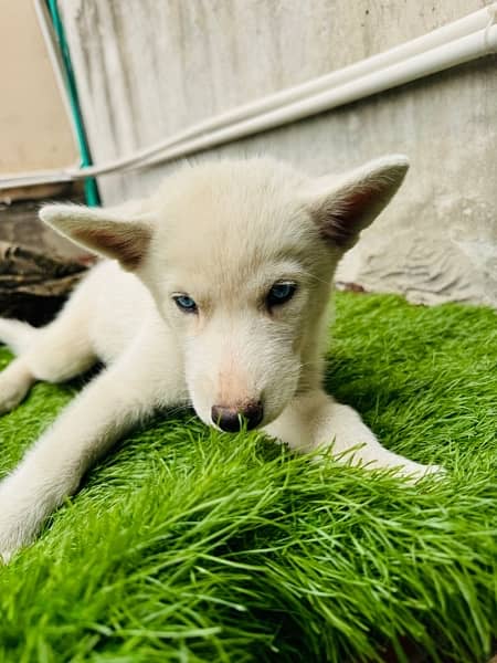 siberian husky puppie 2