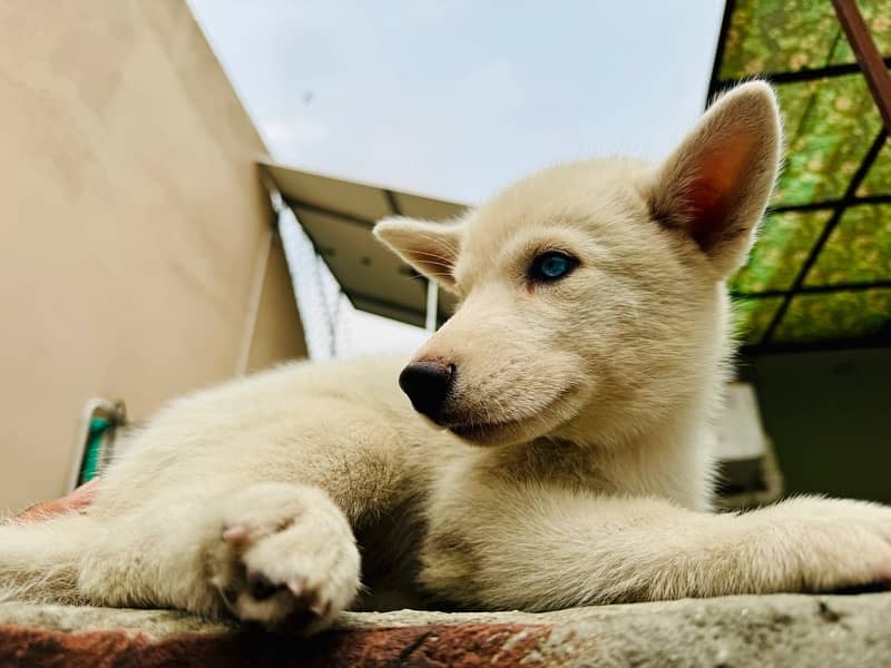 siberian husky puppie 4