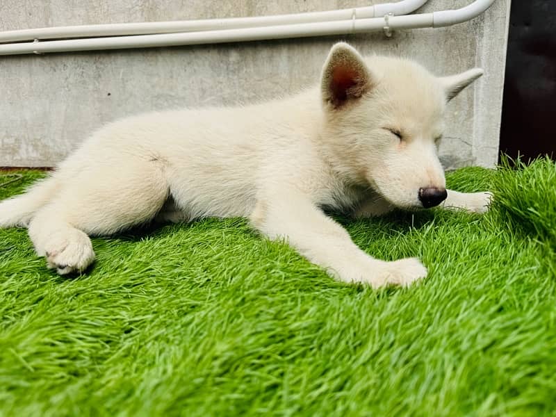 siberian husky puppie 5