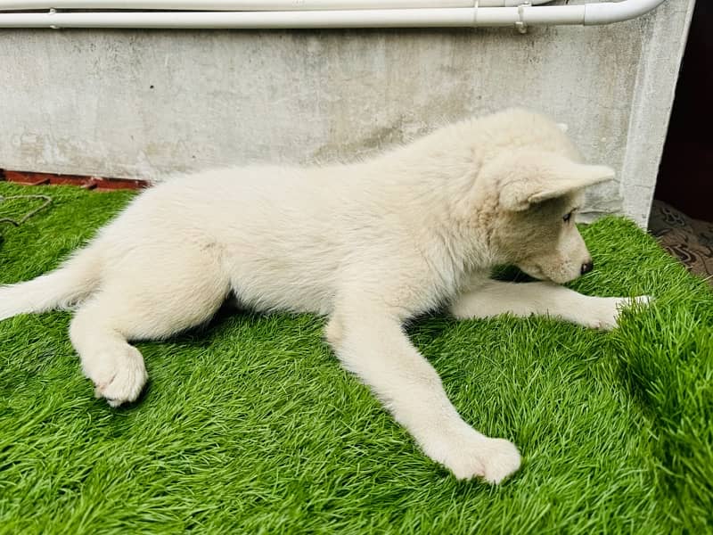 siberian husky puppie 6