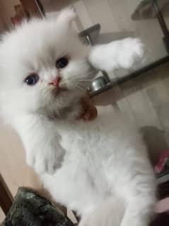 persian Kitten|Punch face Kittens|persian cat|cute|tripple|fluffy|doll