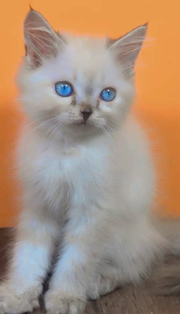 persian Kitten|Punch face Kittens|persian cat|cute|tripple|fluffy|doll 2