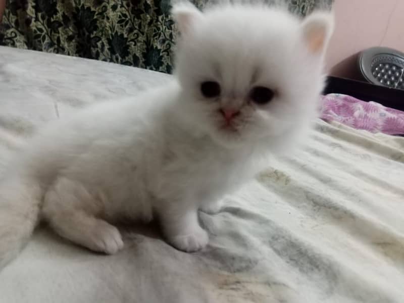 persian Kitten|Punch face Kittens|persian cat|cute|tripple|fluffy|doll 6