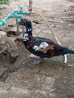 Mosqow male duck