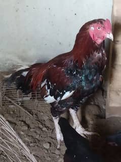 Aseel Top Quality Breeder