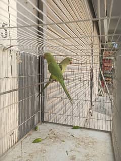 ringneck parrot pair