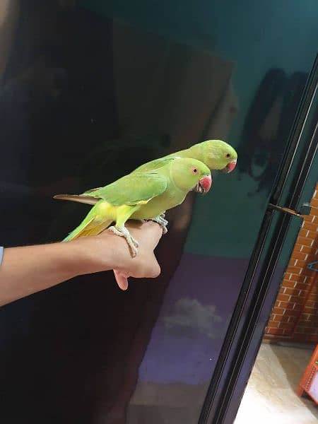 ringneck pair hand Tam 0