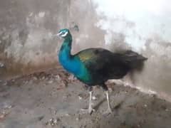 Indian Peacock 0