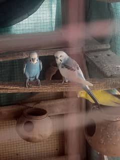 budgie parrots