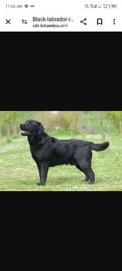 Labrador for breading