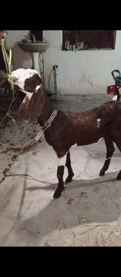 bakri