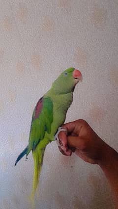 raw parrot fully hand tamed friendly