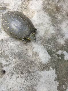 kachwa turtle 0