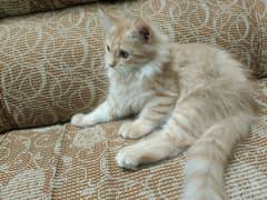 Rs. 18000.  Persian cat (triple coated) with accessories.