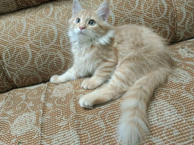 Rs. 18000.  Persian cat (triple coated) with accessories. 1