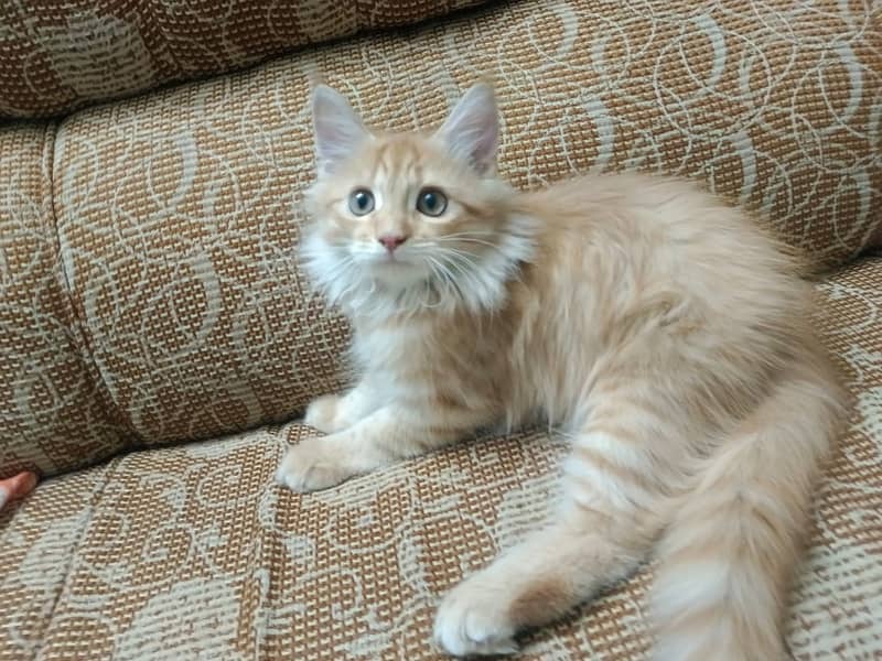 Rs. 18000.  Persian cat (triple coated) with accessories. 3