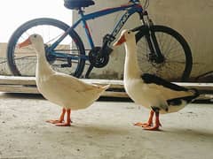 ducks pair