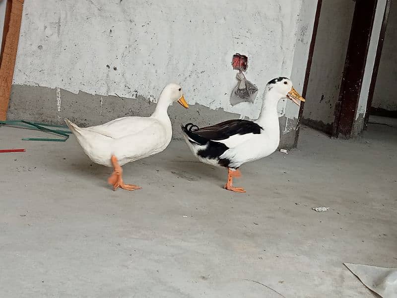 ducks pair 7