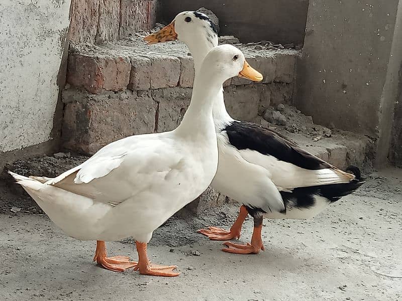 ducks pair 13