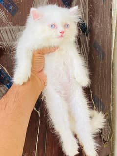 persian kitten cat