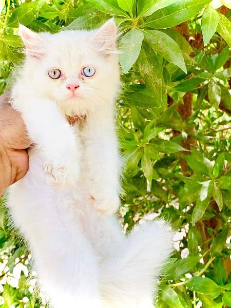 persian kitten cat 1