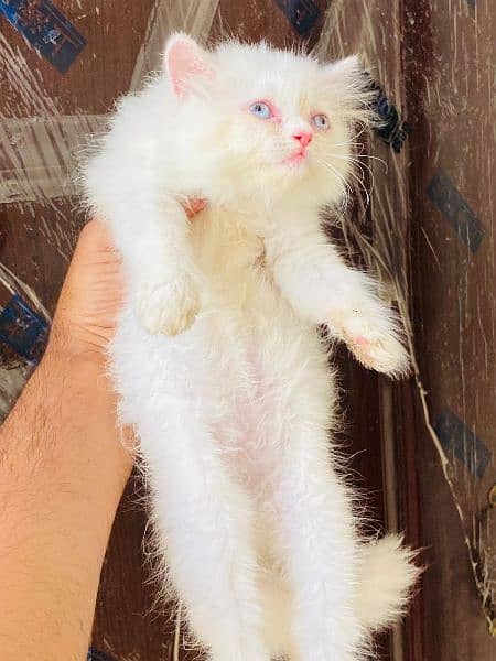 persian kitten cat 3