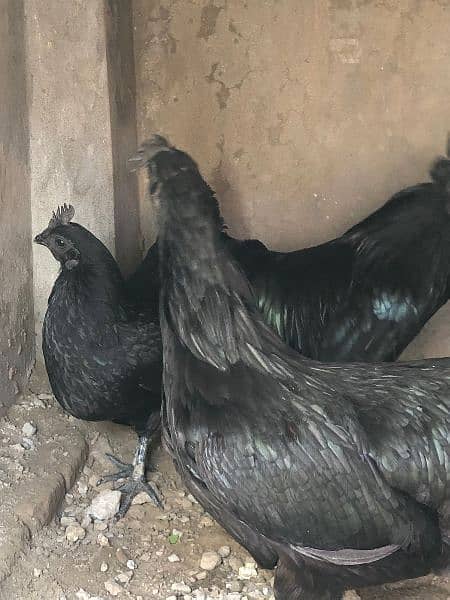 ayam cemani gray tounge 2