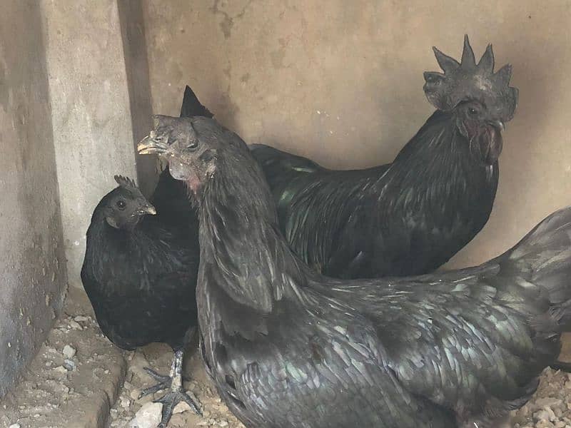 ayam cemani gray tounge 6