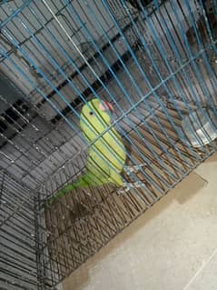 Parrot  for sale 07 month age