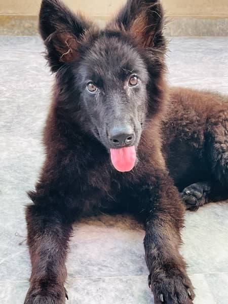 Long Haired Pink Pedigree Female 5