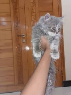 Persian cat grey colour triple cort Activeness level very high