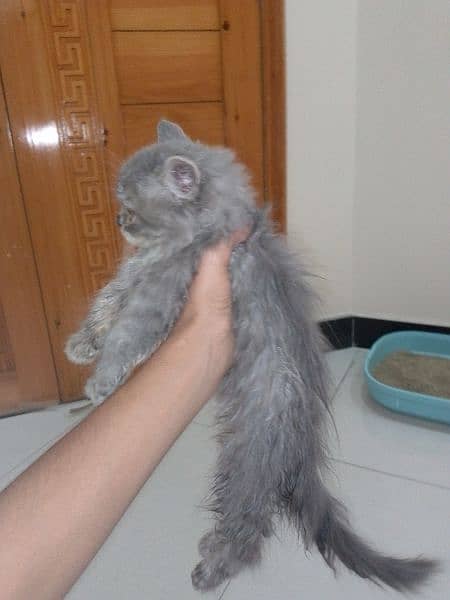 Persian cat grey colour triple cort Activeness level very high 1