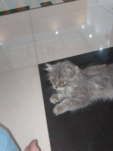 Persian cat grey colour triple cort Activeness level very high 2