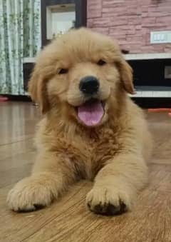 golden retriever puppy for sale