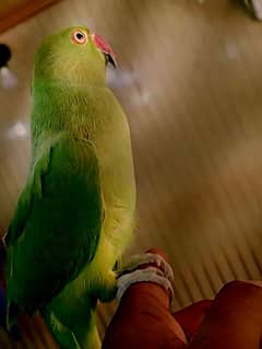 Green ring neck parrot hand tame self feed