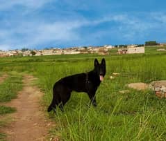 Black German shepherd