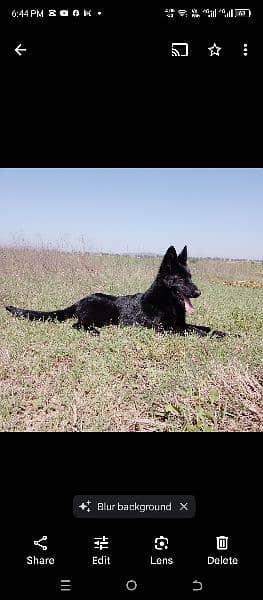 Black German shepherd 2