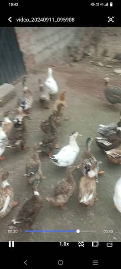 Young ducks 0