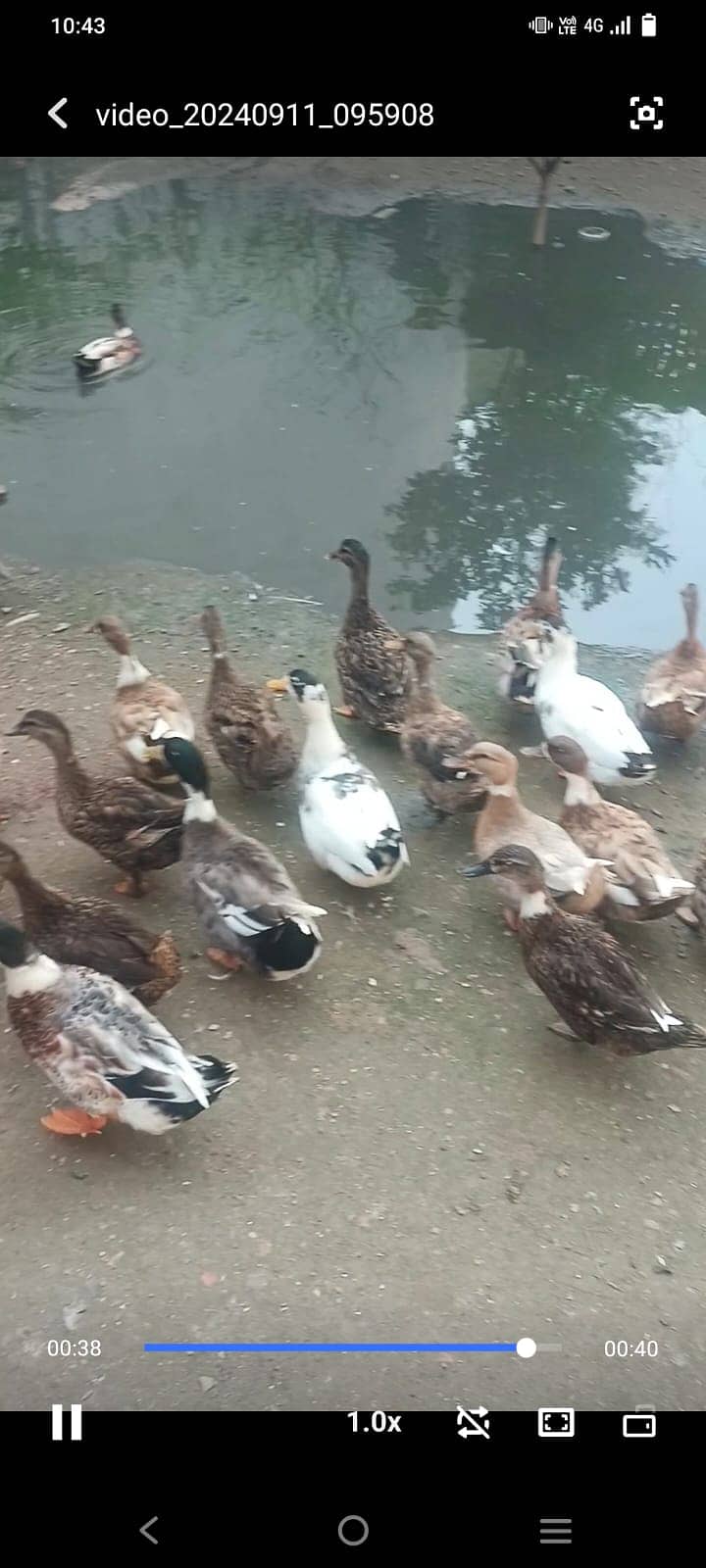 Young ducks 2