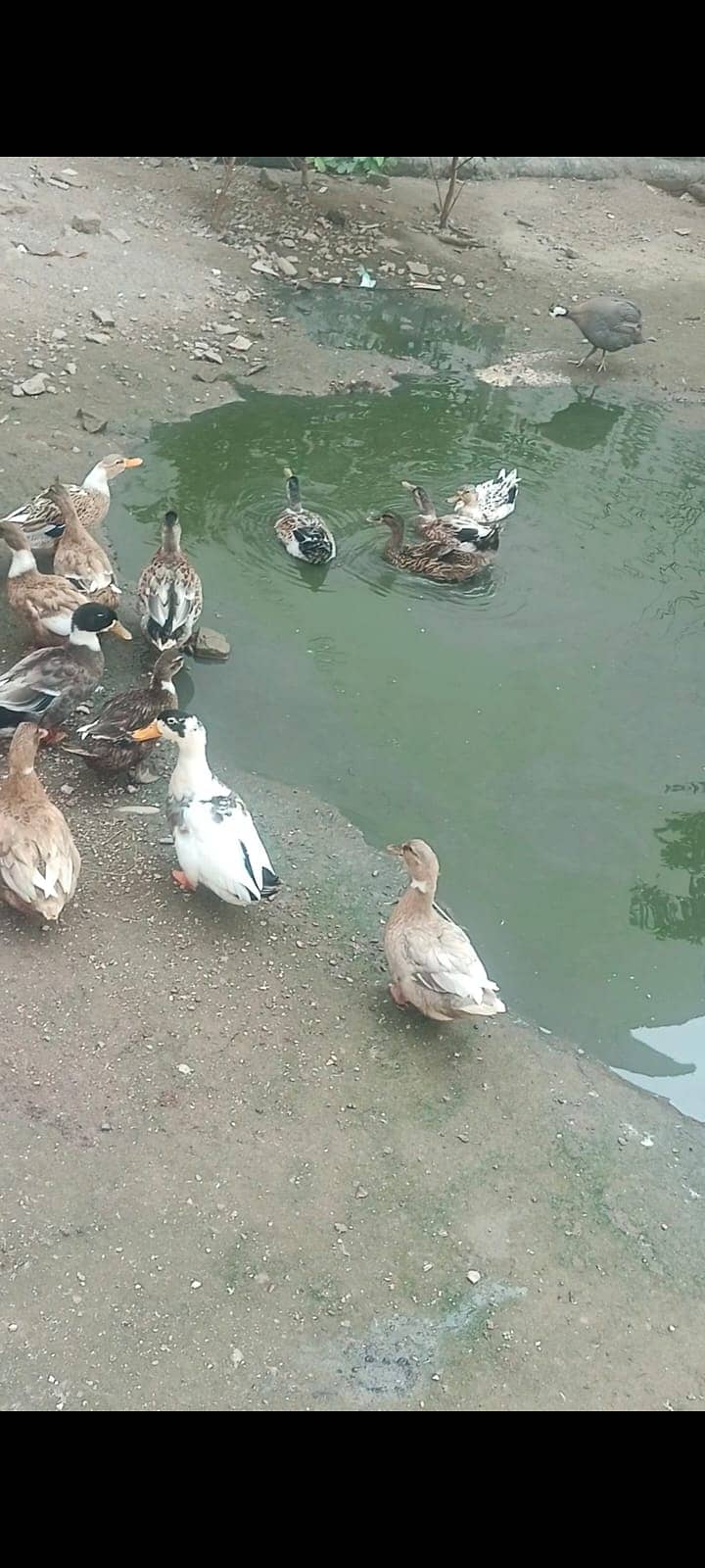 Young ducks 3