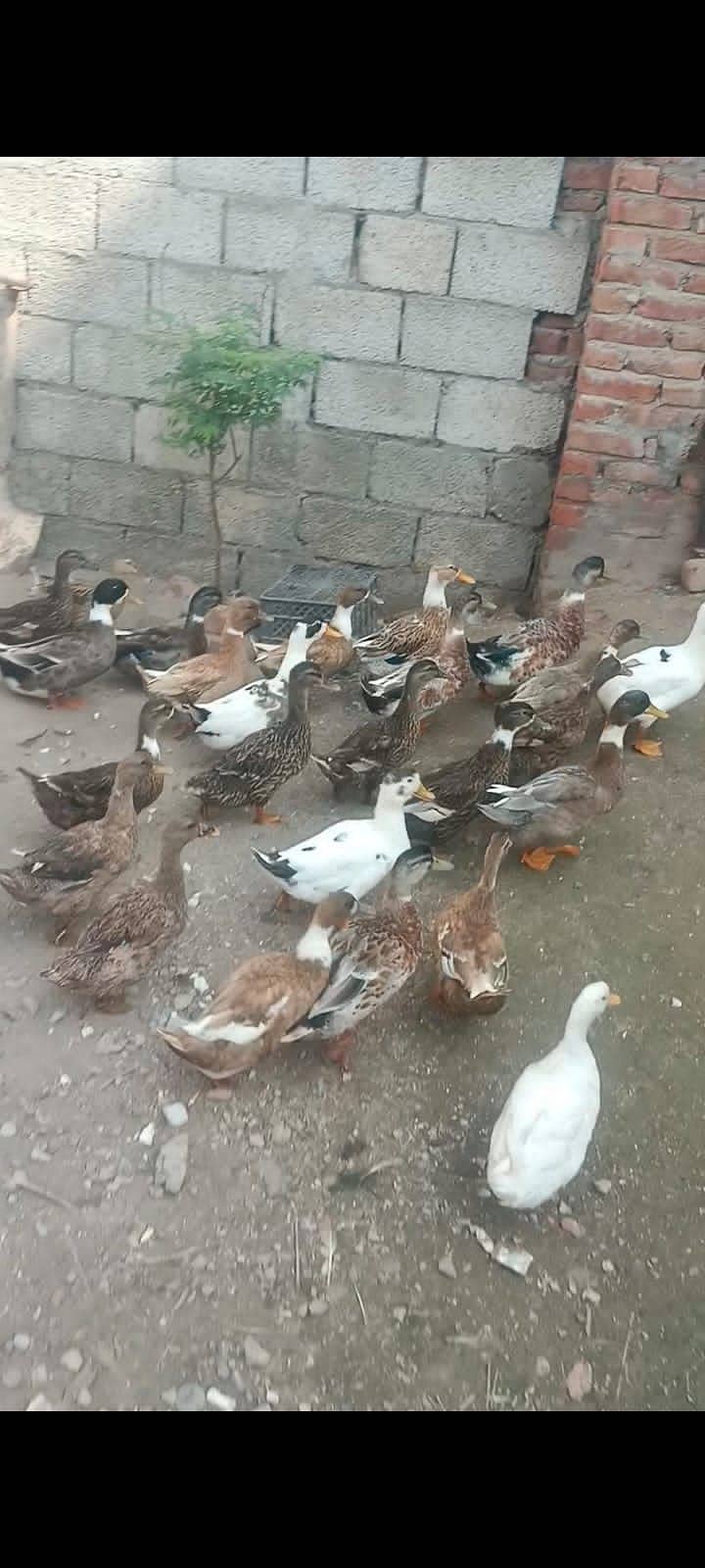 Young ducks 4