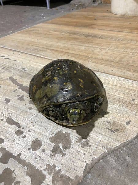 tortoise 1