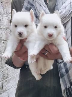 Russian puppy male and female Age 2 month for sale