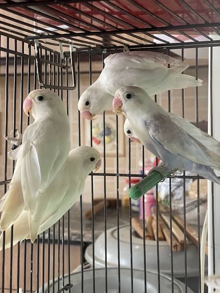 Lovebirds different colors Albino Creamino Fisher Pastel 0